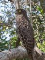 Brown Fish Owl-9159.jpg